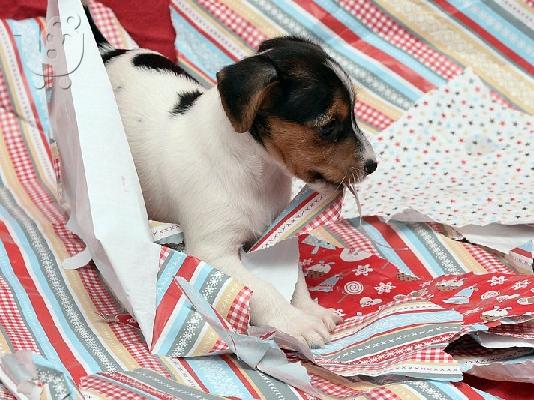 JACK RUSSELL